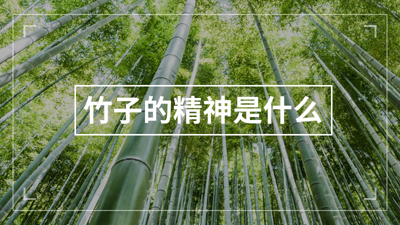 竹子的精神是什么