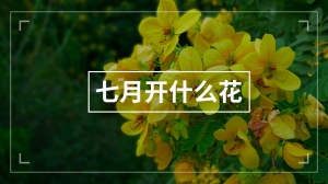 七月开什么花