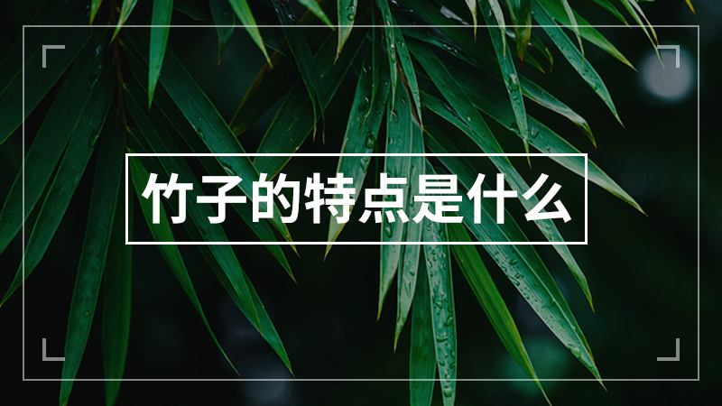 竹子的特点是什么
