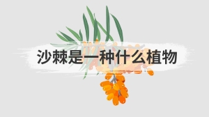 沙棘是一种什么植物