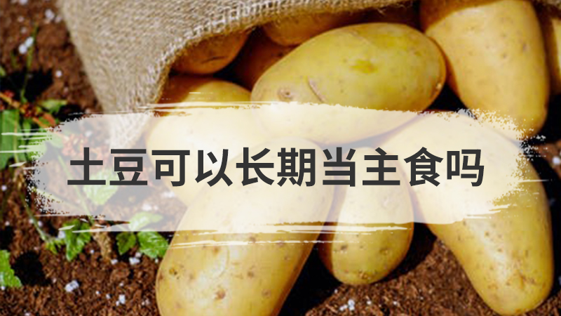 土豆可以长期当主食吗