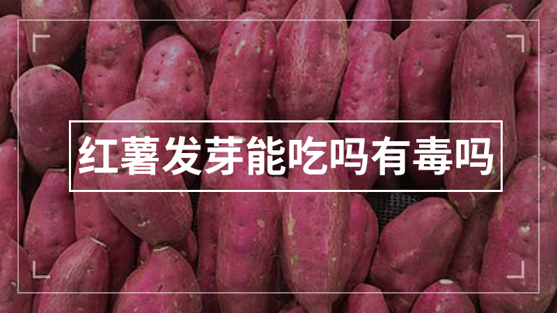 红薯发芽能吃吗有毒吗
