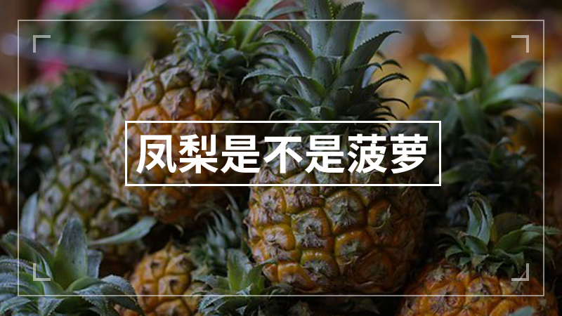 凤梨是不是菠萝