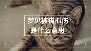 梦见被猫抓伤是什么意思