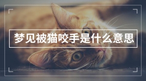 梦见被猫咬手是什么意思