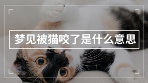 梦见被猫咬了是什么意思