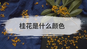 桂花是什么颜色