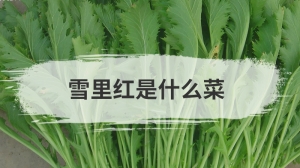 雪里红是什么菜