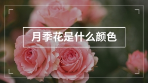 月季花是什么颜色