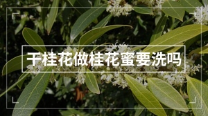 干桂花做桂花蜜要洗吗