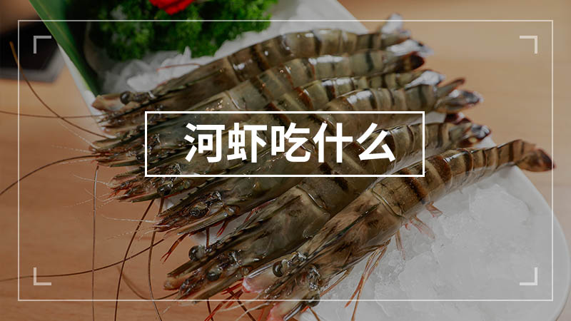 河虾吃什么