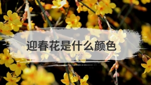 迎春花是什么颜色