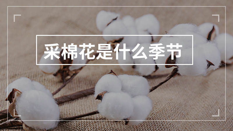 采棉花是什么季节