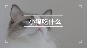 小猫吃什么