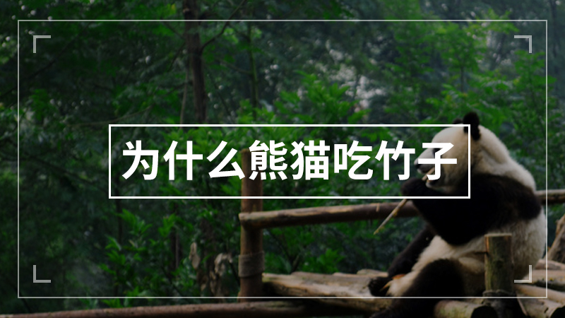 为什么熊猫吃竹子