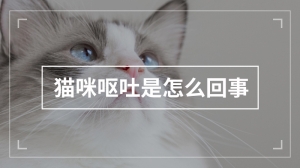 猫咪呕吐是怎么回事