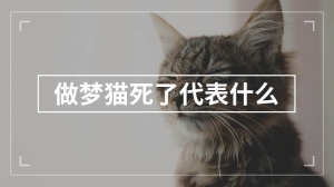 做梦猫死了代表什么