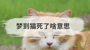 梦到猫死了啥意思