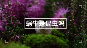 蜗牛是昆虫吗