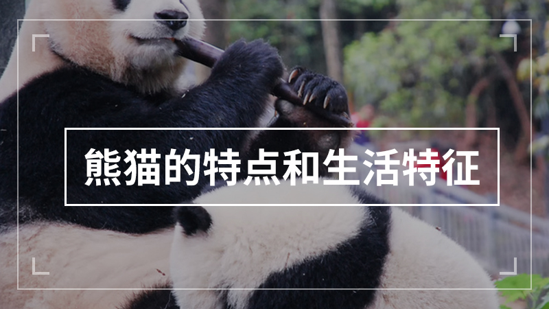 熊猫的特点和生活特征
