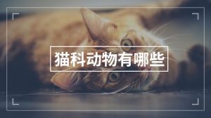 猫科动物有哪些