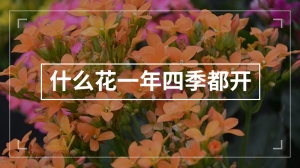 什么花一年四季都开