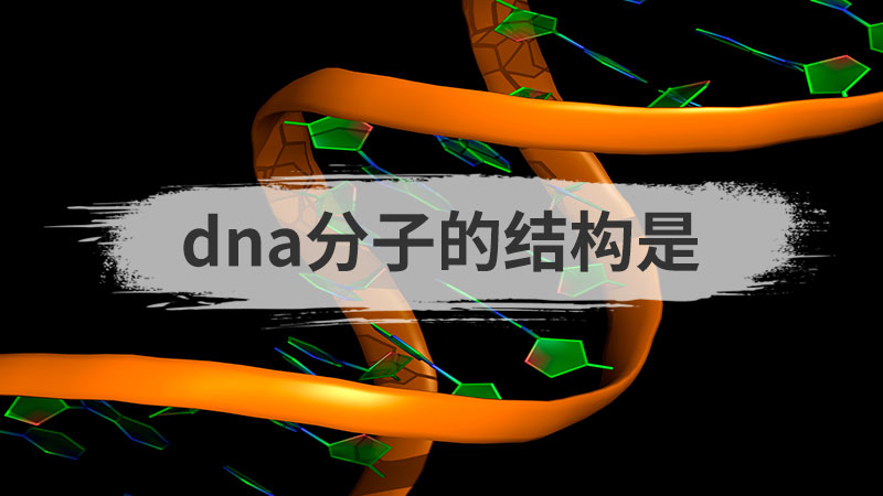 dna分子的结构是