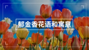 郁金香花语和寓意