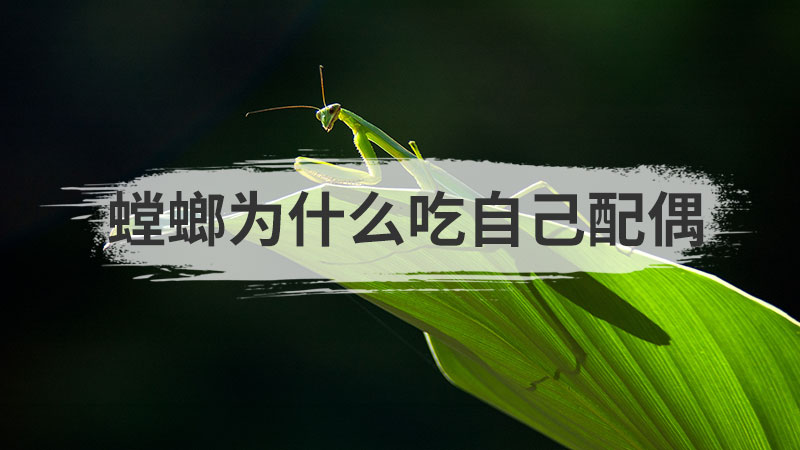 螳螂为什么吃自己配偶