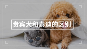 贵宾犬和泰迪的区别