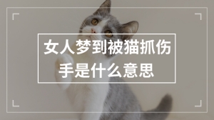 女人梦到被猫抓伤手是什么意思