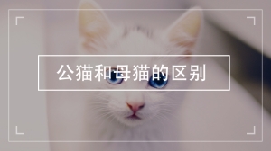 公猫和母猫的区别