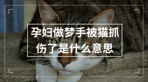 孕妇做梦手被猫抓伤了是什么意思