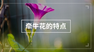 牵牛花的特点