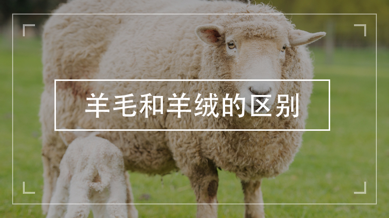 羊毛和羊绒的区别