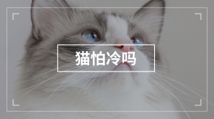 猫怕冷吗