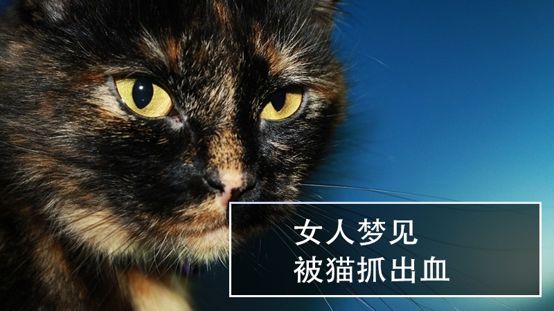 女人梦见被猫抓伤出血