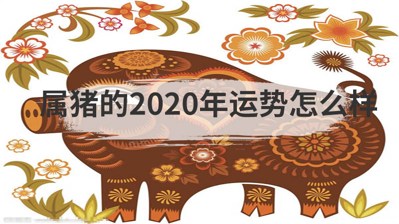 属猪的2020年运势怎么样