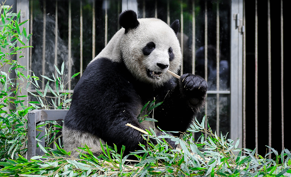 大熊猫的生活习惯