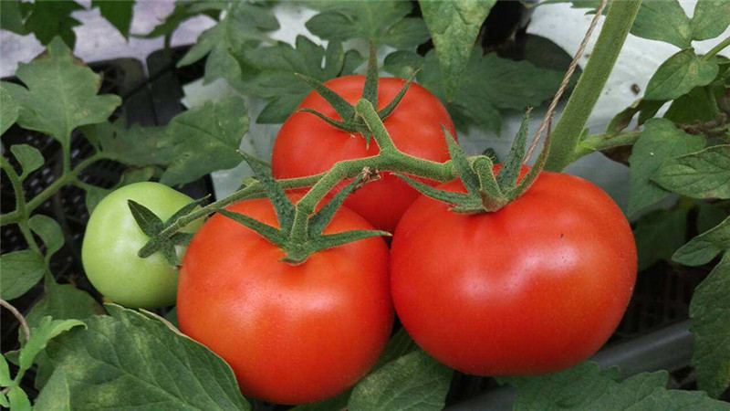 番茄的种植方法