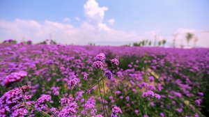 什么花的花语是陪伴