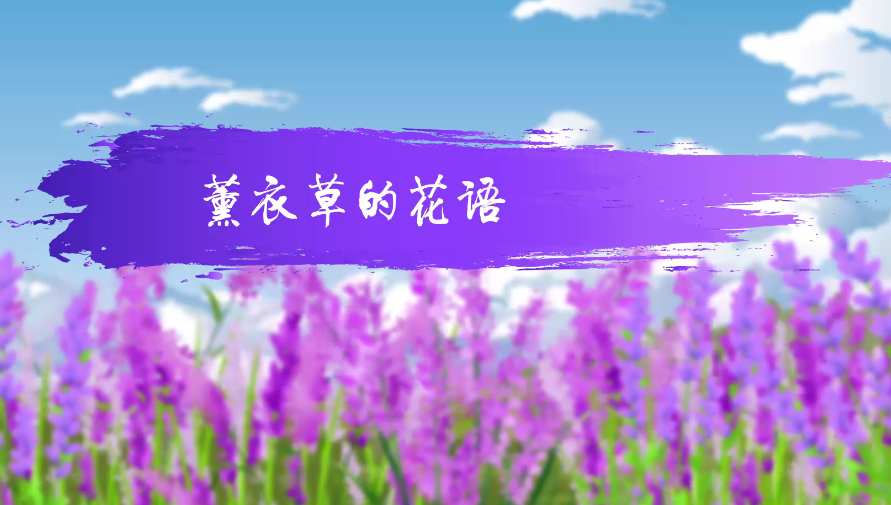 薰衣草的花语是什么语(薰衣草花语是什么意思 寓意)