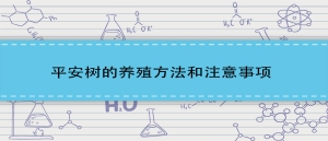 平安树的养殖方法和注意事项