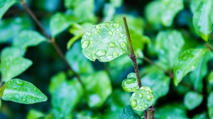 清明黄花雨中愁意思