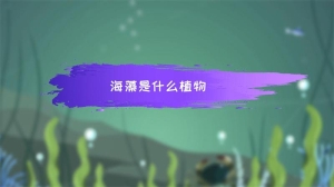 海藻是什么植物