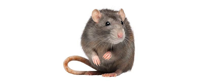 老鼠的特征是什么