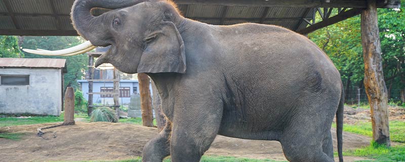 亚洲象属于国家几级保护动物