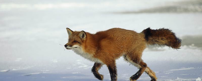 狐狸的天敌是什么动物