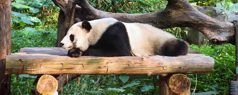 大熊猫是哪个科的动物