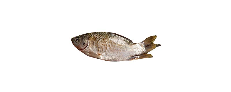 喜头鱼是一种什么鱼?
